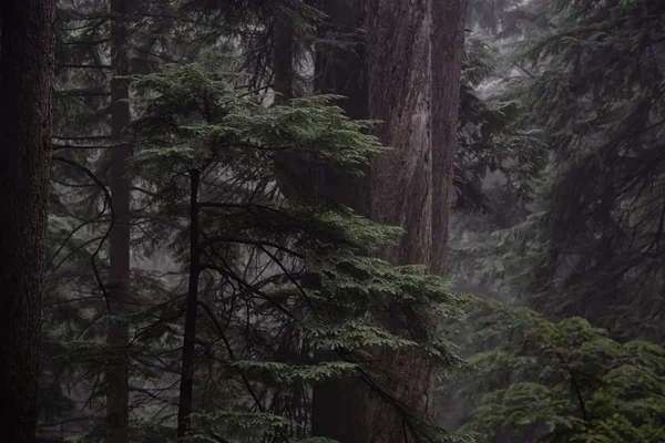 Ponury Ciemnego Lasu Podczas Mglisty Dzień Fromme North Vancouver British — Zdjęcie stockowe