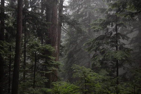 Triste Foresta Oscura Durante Una Giornata Nebbiosa Preso Mount Fromme — Foto Stock