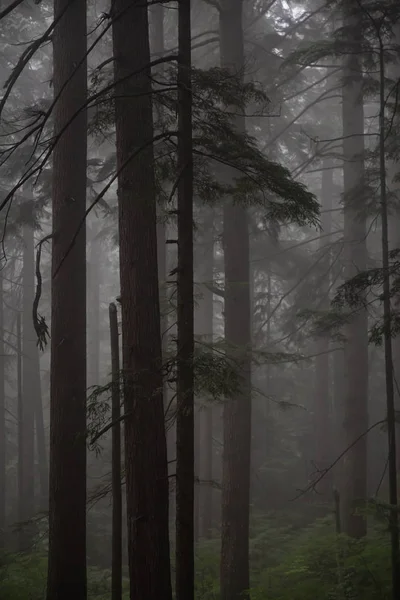 Ponury Ciemnego Lasu Podczas Mglisty Dzień Fromme North Vancouver British — Zdjęcie stockowe