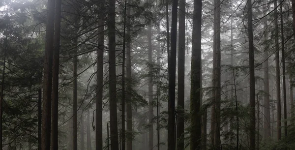 Triste Foresta Oscura Durante Una Giornata Nebbiosa Preso Mount Fromme — Foto Stock