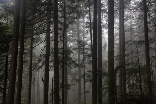 Gloomy dark forest during a foggy day. Taken in Mt Fromme, North Vancouver, British Columbia, Canada.