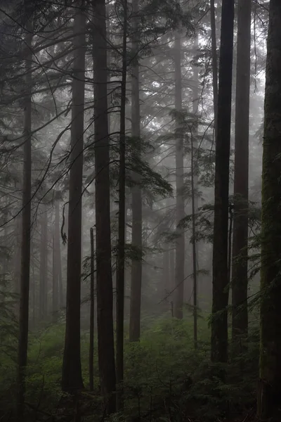 Floresta Escura Sombria Durante Dia Nebuloso Tomado Fromme North Vancouver — Fotografia de Stock