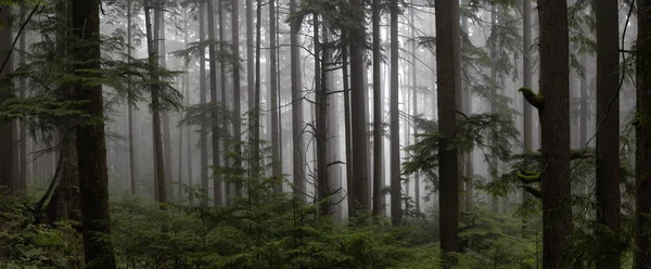 Мрачный Темный Лес Туманный День Снято Горе Фромм Северный Ванкувер — стоковое фото