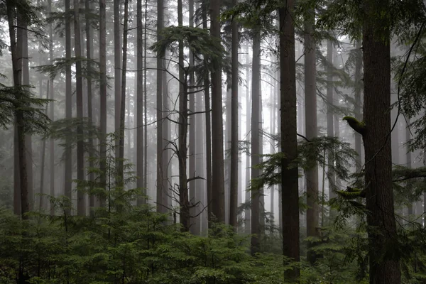 Floresta Escura Sombria Durante Dia Nebuloso Tomado Fromme North Vancouver — Fotografia de Stock