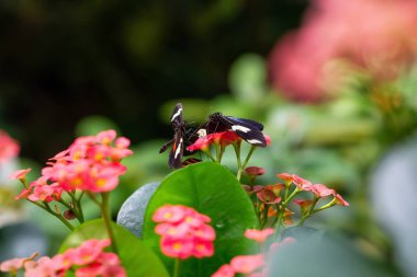 Güzel makro resim parlak bir çiçek üzerinde oturan bir siyah, kırmızı ve beyaz kelebek.