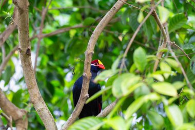 Kırmızı ve sarı gagası ile mavi papağan bir ağaçta oturuyor.