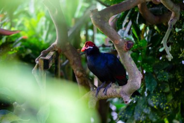Kırmızı ve sarı gagası ile mavi papağan bir ağaçta oturuyor.