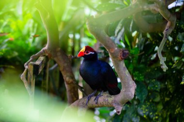 Kırmızı ve sarı gagası ile mavi papağan bir ağaçta oturuyor.