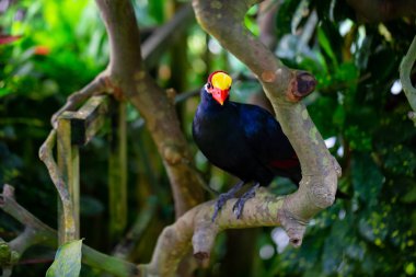 Kırmızı ve sarı gagası ile mavi papağan bir ağaçta oturuyor.