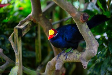 Kırmızı ve sarı gagası ile mavi papağan bir ağaçta oturuyor.