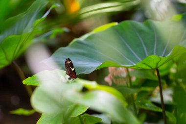 Güzel makro resmi bir yaprak üzerinde oturan bir siyah, kırmızı ve beyaz kelebek.