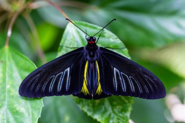 Güzel makro resmi bir yaprak üzerinde oturan bir siyah, mavi ve sarı kelebek.