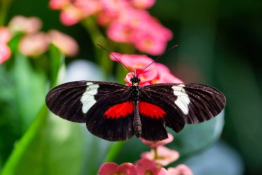 Güzel makro resim parlak bir çiçek üzerinde oturan bir siyah, kırmızı ve beyaz kelebek.