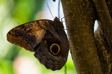 Güzel makro resmi bir kelebek, Caligo memnon, ayrıca dev baykuş olarak biliyordum. Kosta Rika, Orta Amerika kökenli bir yer olduğunu.