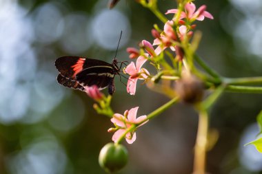 Güzel makro resim parlak bir çiçek üzerinde oturan bir siyah, kırmızı ve beyaz kelebek.