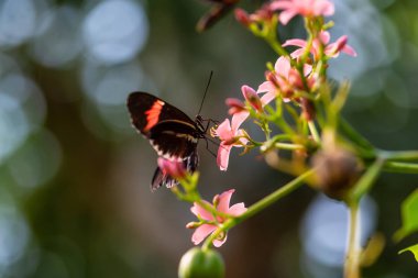 Güzel makro resim parlak bir çiçek üzerinde oturan bir siyah, kırmızı ve beyaz kelebek.