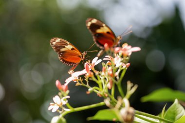Güzel makro resmi bir çiçek üzerinde oturan bir kahverengi ve beyaz kelebek.