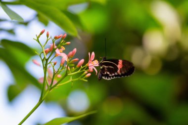 Güzel makro resim parlak bir çiçek üzerinde oturan bir siyah, kırmızı ve beyaz kelebek.