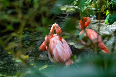 Pembe flamingolar tatlı su doğada ayakta.