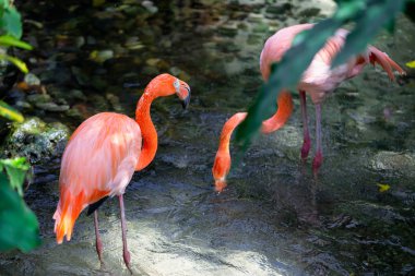 Flamingolar akıştan taze su içme.