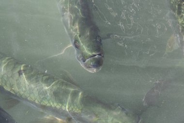 Tarpon bir grup balık atmak balıkçılar için bekleyen bir tekneden suya cesaret. Key West, Florida Keys, Amerika Birleşik Devletleri alınan.