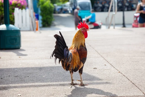 Big Rooster Chantant Dans Les Rues Key West Floride États — Photo