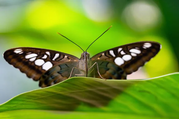 Beautiful Macro Picture Brown White Butterfly Sitting Green Leaf — Stock Photo, Image