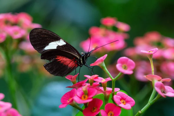 Beautiful Macro Picture Black Red White Butterfly Sitting Bright Flower — Stock Photo, Image