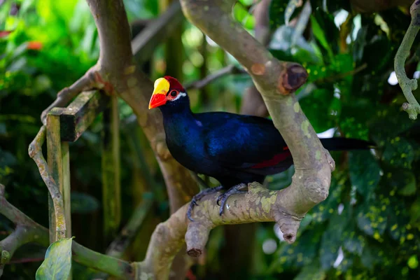 Kırmızı ve sarı gagası ile mavi papağan bir ağaçta oturuyor.