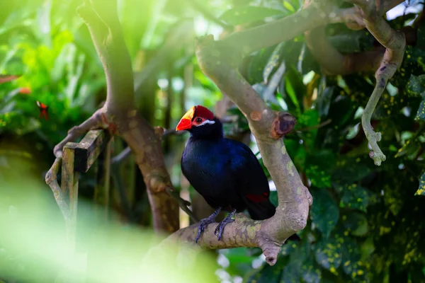 Pappagallo Blu Con Becco Rosso Giallo Seduto Albero — Foto Stock