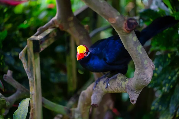 Blue Parrot Red Yellow Beak Sitting Tree — Stock Photo, Image