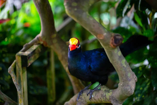 Blauer Papagei Mit Rotem Und Gelbem Schnabel Sitzt Einem Baum — Stockfoto