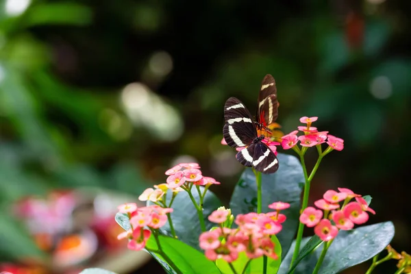 Beautiful Macro Picture Black Red White Butterfly Sitting Bright Flower — Stock Photo, Image