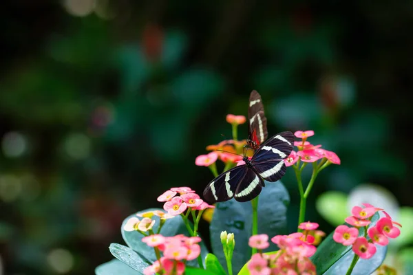 一只黑色 红色和白色蝴蝶坐在明亮的花朵上的美丽的宏观画面 — 图库照片