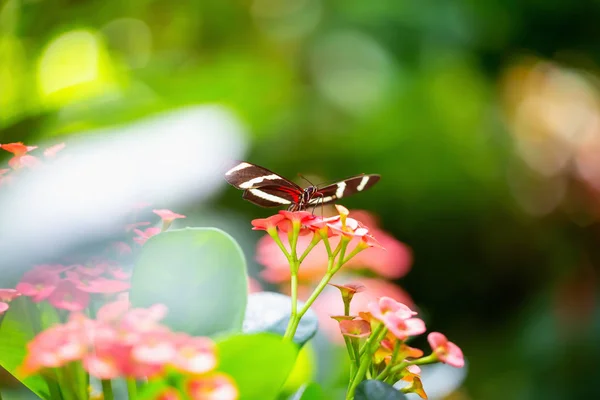 赤と白明るい花に座って蝶の美しいマクロ写真 — ストック写真