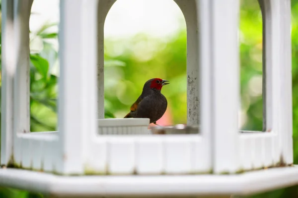 Kleiner Vogel Der Einem Sonnigen Tag Auf Einem Vogelhaus Garten — Stockfoto