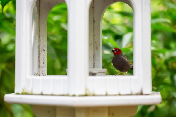 Mały Ptak Siedzący Karmienia Domek Dla Ptaków Ogrodzie Słoneczne Dni — Zdjęcie stockowe