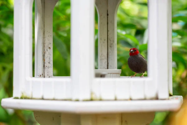 Kleiner Vogel Der Einem Sonnigen Tag Auf Einem Vogelhaus Garten — Stockfoto