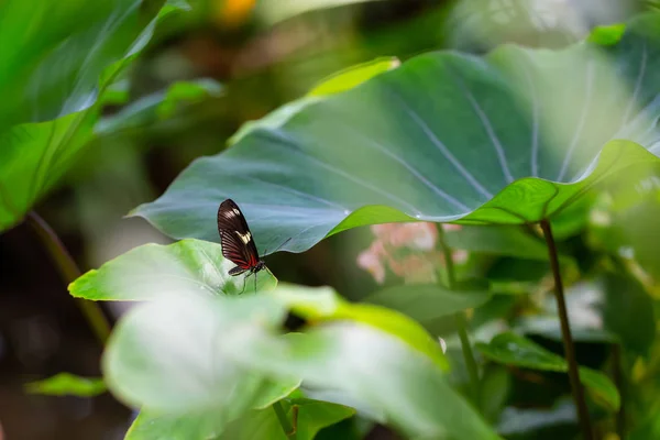 Belle Macro Image Papillon Noir Rouge Blanc Assis Sur Une — Photo