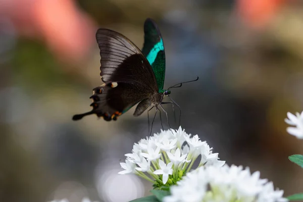 Beautiful Macro Picture Butterfly Papilio Palinurus Also Known Emerald Banded — Stock Photo, Image