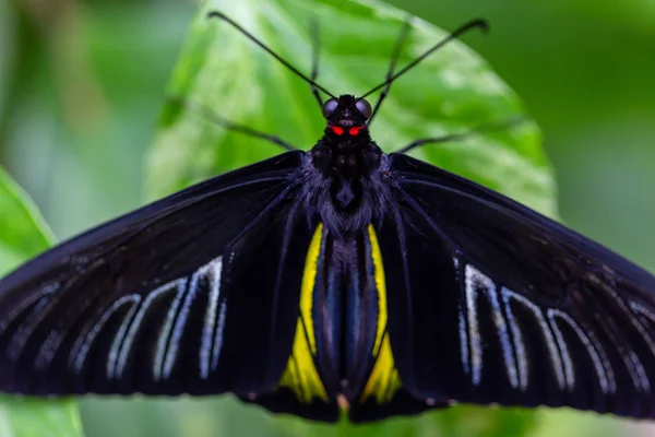 Imagem Macro Bonita Uma Borboleta Preta Azul Amarela Sentada Uma — Fotografia de Stock