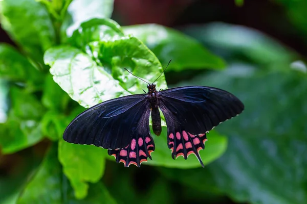 Красива Макро Картина Чорно Рожевого Метелика Сидить Листі — стокове фото