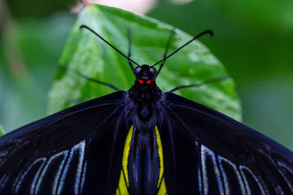 Beautiful Macro Picture Black Blue Yellow Butterfly Sitting Leaf — Stock Photo, Image