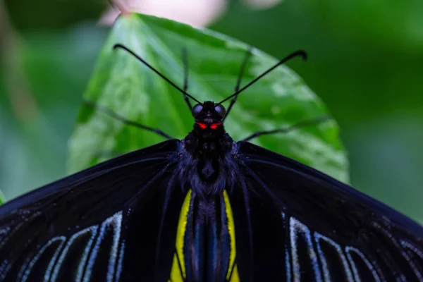 Schönes Makrobild Eines Schwarzen Blauen Und Gelben Schmetterlings Der Auf — Stockfoto