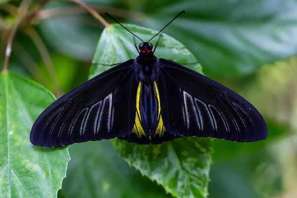 Beautiful Macro Picture Black Blue Yellow Butterfly Sitting Leaf — Stock Photo, Image