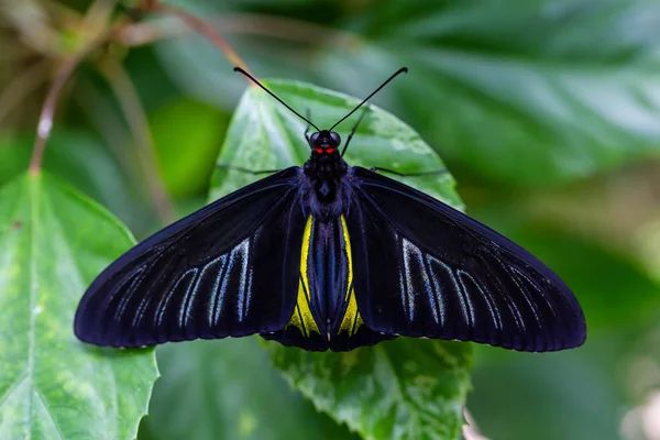 Beautiful Macro Picture Black Blue Yellow Butterfly Sitting Leaf — Stock Photo, Image