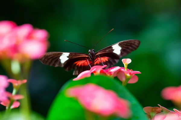 Beautiful Macro Picture Black Red White Butterfly Sitting Bright Flower — Stock Photo, Image