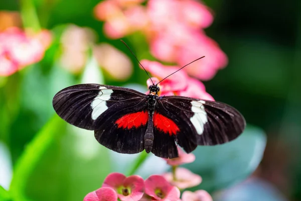 Beautiful Macro Picture Black Red White Butterfly Sitting Bright Flower — Stock Photo, Image