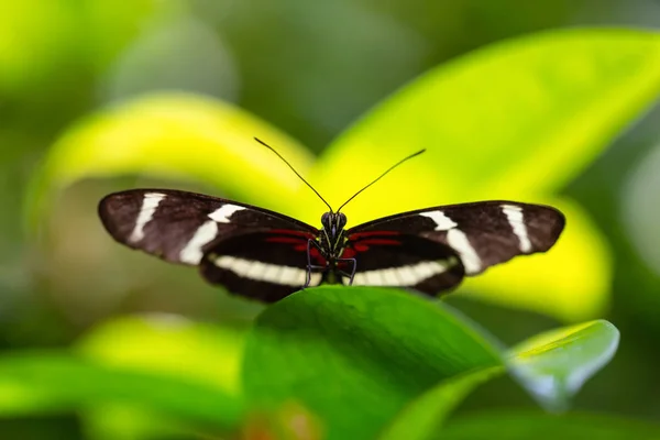 Beautiful Macro Picture Black Red White Butterfly Sitting Leaf — Stock Photo, Image