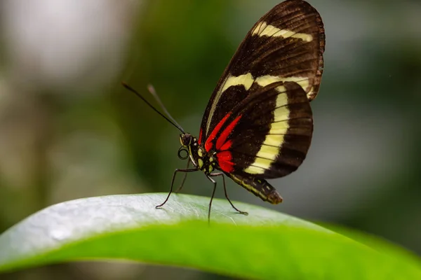 Beautiful Macro Picture Black Red White Butterfly Sitting Leaf — Stock Photo, Image